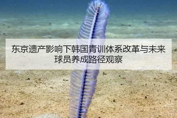 东京遗产影响下韩国青训体系改革与未来球员养成路径观察